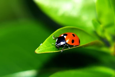 Wallpapers Green, Ladybug, Leaf, Ladybird, Ladybird.