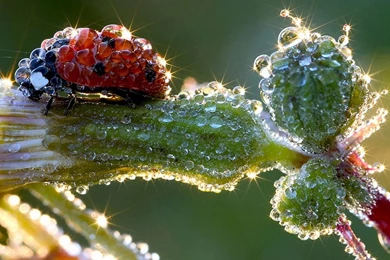 Download Wallpapers 1920x1080 Ladybird, Drops, Dew, Wet, Grass Full ...