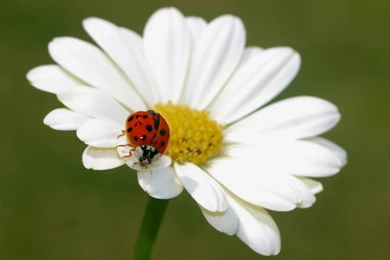 LADYBIRD WALLPAPER   (