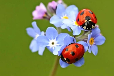 LADYBIRDS WALLPAPER   (