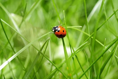 4K Ladybird Wallpapers