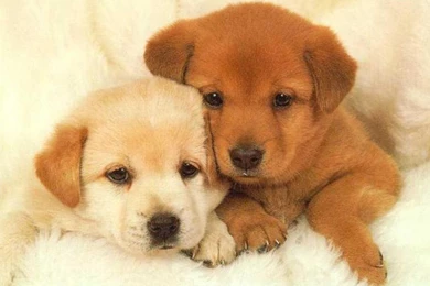 Puppies wallpaper 2 1280x960.jpg