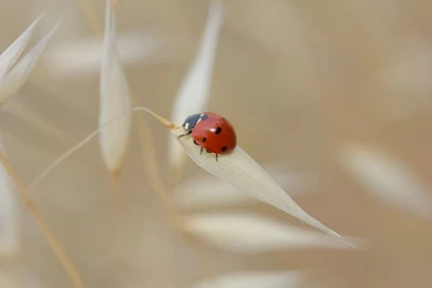 Lady Bird On Wheat Wallpapers Image L1 By LemnosExplorer On DeviantArt