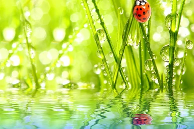 Ladybird And Drops / 2560 X 1600 / Macro / Photography