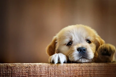 Cute Puppy Wallpapers Download For Desktop, PC & Mobile