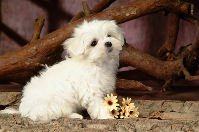 Fluffy Maltese Puppy Dogs White Maltese Puppies Wallpapers ...