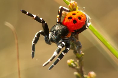 1 Ladybird Spider HD Wallpapers
