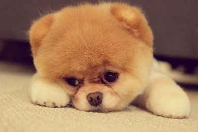 Cute Wallpapers >> Backgrounds With Quality HD