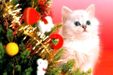 Cats Waiting Santa Kitty Adorable White Cute Christmas Cats Free ...