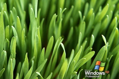 Windows Grass Vista Wallpapers   Windows Vista Wallpapers   Free ...