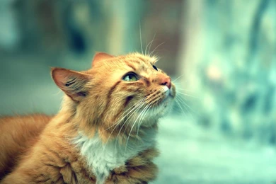 Download 2560x1440 Hipster Filter Cat Wallpapers