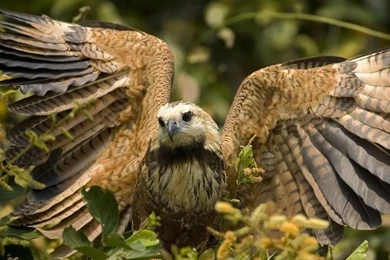 10 Amazing Birds Of Prey Cool HD Wallpapers   ListToday