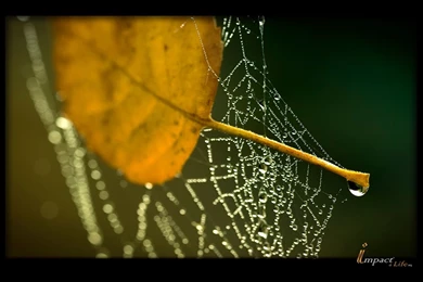 Classic Backgrounds Wallpapers   25406