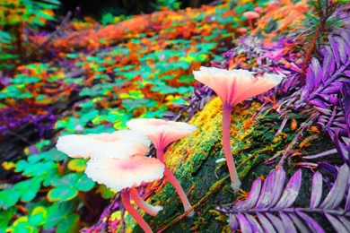 Shrooms Backgrounds   Wallpapers Cave