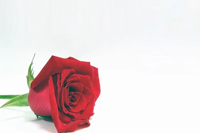 Red Rose Backgrounds For Powerpoint Templates Ppt Backgrounds