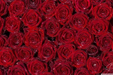 Red Roses Backgrounds HD Desktop Wallpapers : Widescreen : High ...