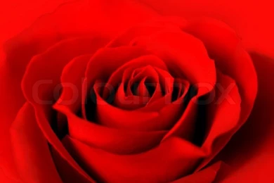 Beautiful Red Rose Backgrounds