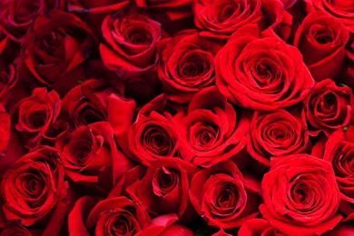 Wallpapers For Red Rose Flower Backgrounds Wallpapers