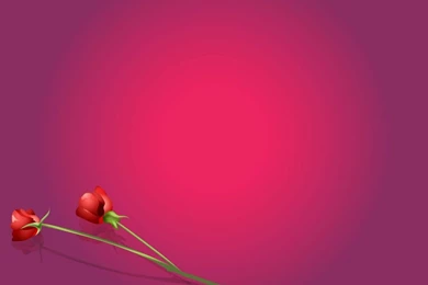 Red Rose Backgrounds – PowerPoint Backgrounds & Templates