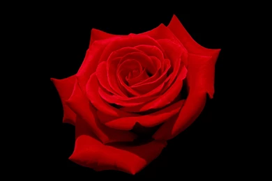 File:Red Rose With Black Background.jpg   Wikimedia Commons