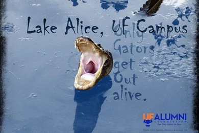 Tebow's Eye Black: Florida Gators Wallpapers