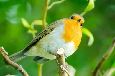 Evening Grosbeak HD Wallpapers, Evening Grosbeak Photos, New ...