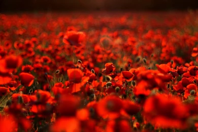 New ipad wallpaper hd 2048×2048 326