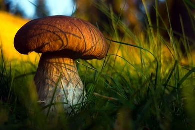 1460x913px Mushroom Free Wallpapers