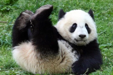 Sad Panda Bear Wallpapers   ImgMob