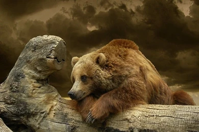 Brother Bear Panda Bears Animals Polar Nature Bears Wallpapers ...