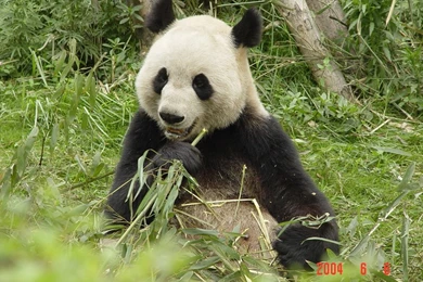 HUNGRY PANDA Bears Animals Bears Wallpapers Gallery ~ Bears For HD ...