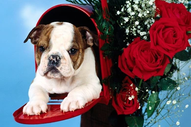 Sweet Wallpapers   Download Free Sweet Lovely Sweet Cute Dog ...