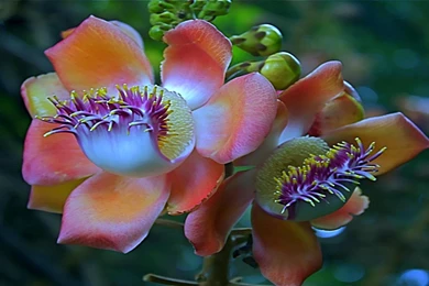 Sweet Talk >> HD Wallpaper, Get It Now!