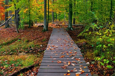 Fall backgrounds for computer.jpg