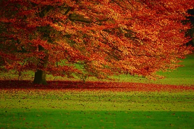 Absorbing Autumn HD Wallpapers