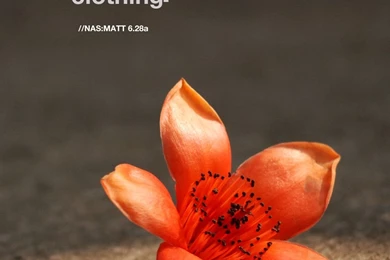 Christian Cellphone Wallpapers Download   InductiveBibleStudy.net