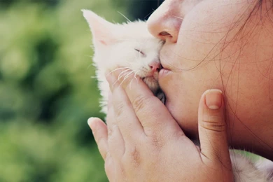Girl Kissing White Kitten Wallpapers And Images   Wallpapers ...