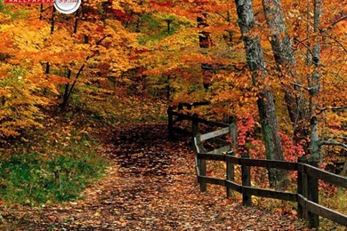 Fall Backgrounds Free Viewing Gallery