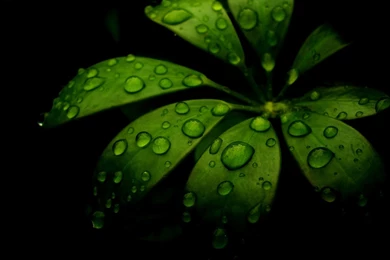 1600x1200 Water On My Leafs Desktop PC And Mac Wallpapers