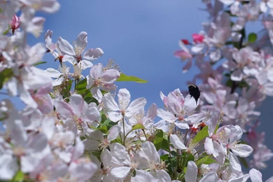 Nature, Wallpaper, Search, Media, Wallpapers, Black   1549448