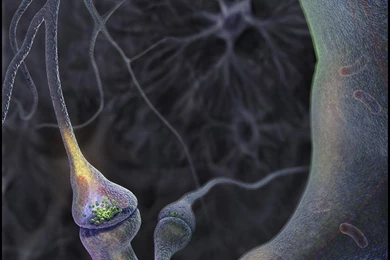 Medical Science Dendrites Free Desktop Backgrounds   Free Wallpapers ...