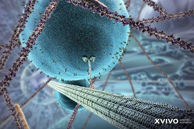 Beautiful Free Medical Illustration Computer Wallpaper.