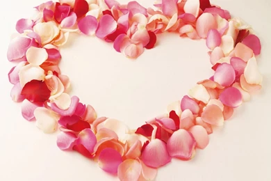 HD Valentine Flowers Wallpapers   HD Images New