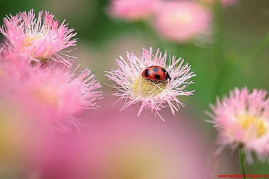 Free Hd Wallpapers For Android Tablet