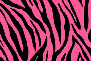 Zebra Backgrounds   Wallpapers Cave
