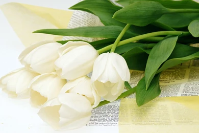 High Resolution Flower Wallpapers   Widescreen HD Wallpapers