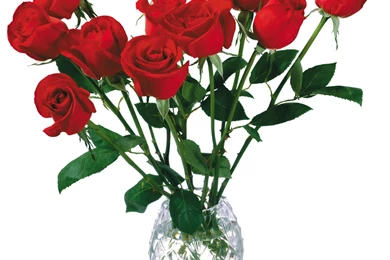 High resolution Photo Flowers 23313   Flowers Photo   Flowers