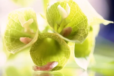 High resolution Texture Plant Flowers 27097   Flower Wallpapers ...