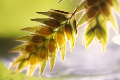 High resolution Texture Plant Flowers 27124   Flower Wallpapers ...