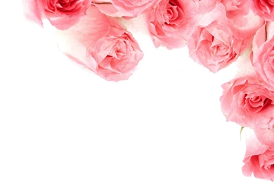 High resolution Photo Roses 25139   Flowers Photo   Flowers